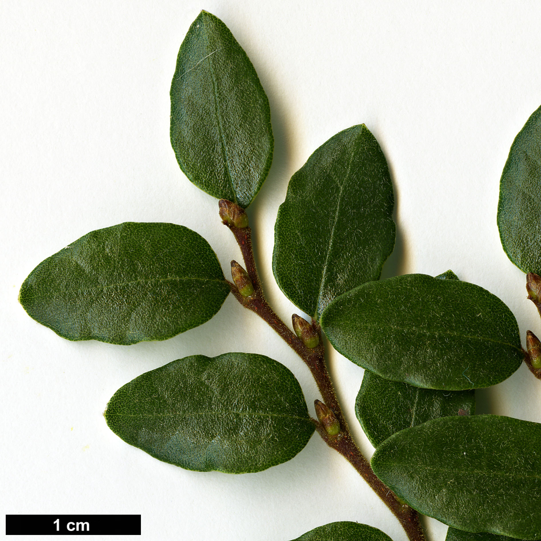 High resolution image: Family: Nothofagaceae - Genus: Nothofagus - Taxon: solanderi - SpeciesSub: var. cliffortioides